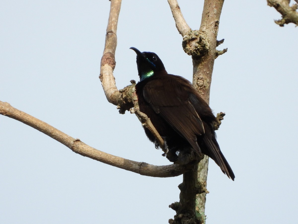 Green-throated Sunbird - ML617191877