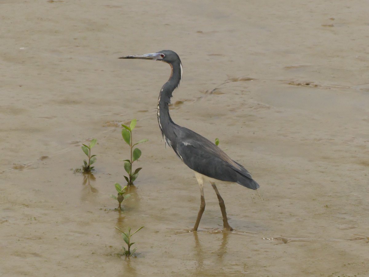 Tricolored Heron - ML617191886