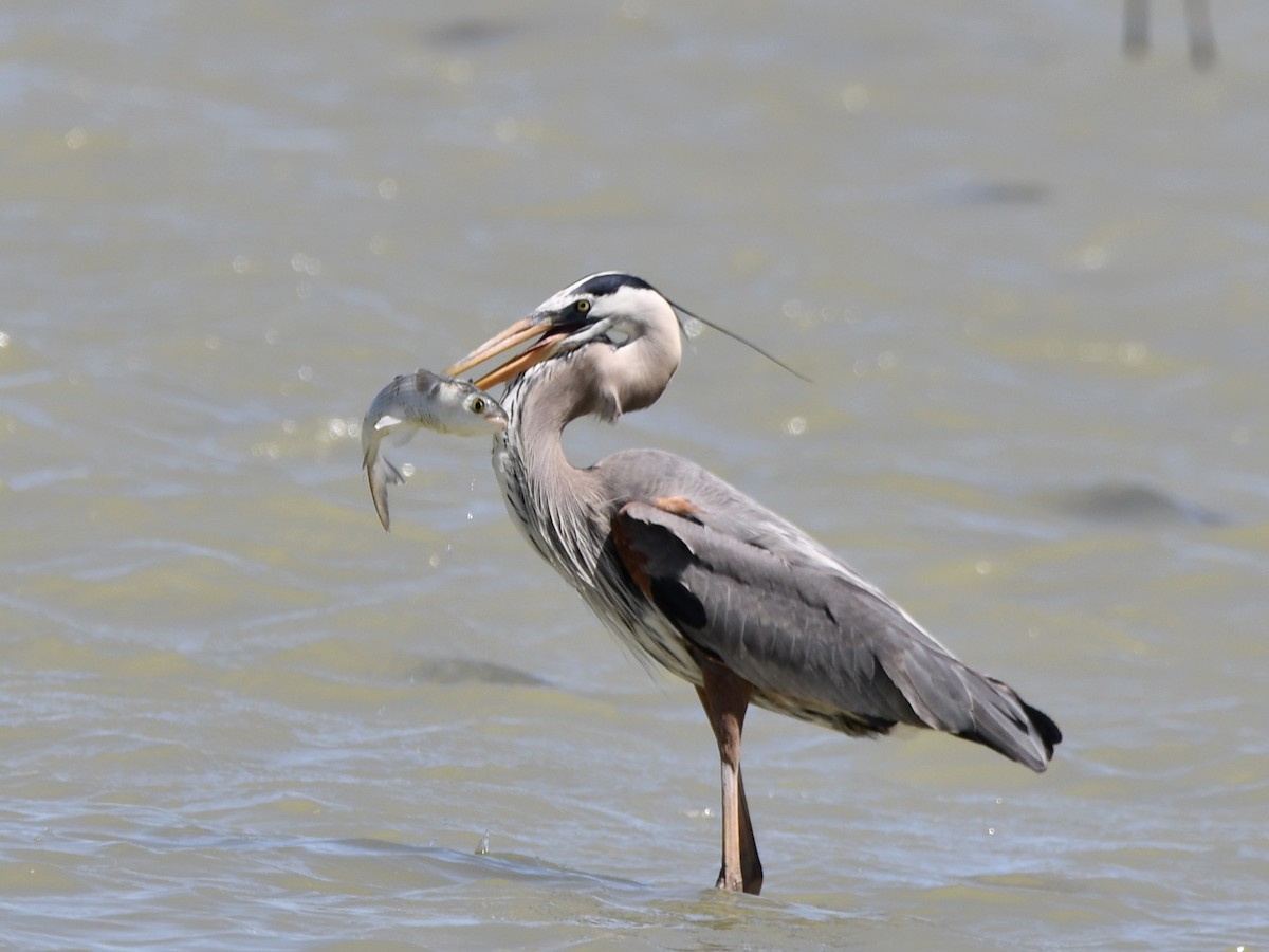 Great Blue Heron - ML617191887