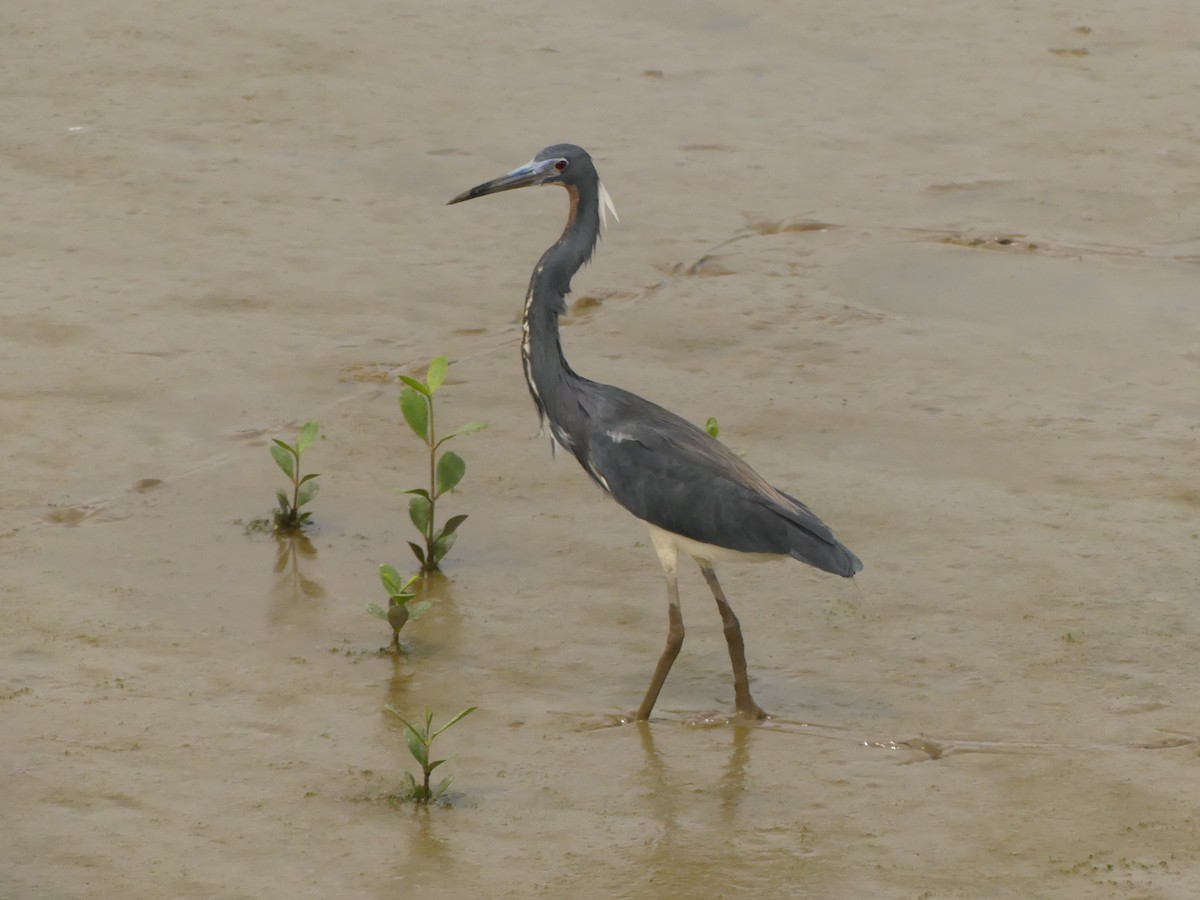 Tricolored Heron - ML617191888