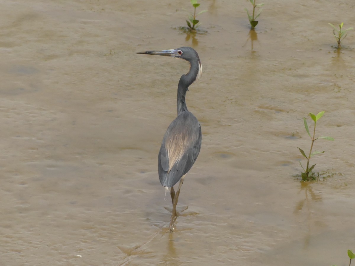 Tricolored Heron - ML617191891