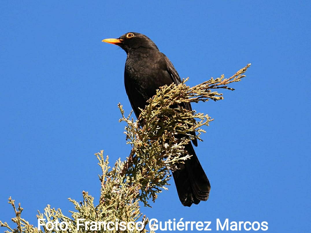 Eurasian Blackbird - ML617191936