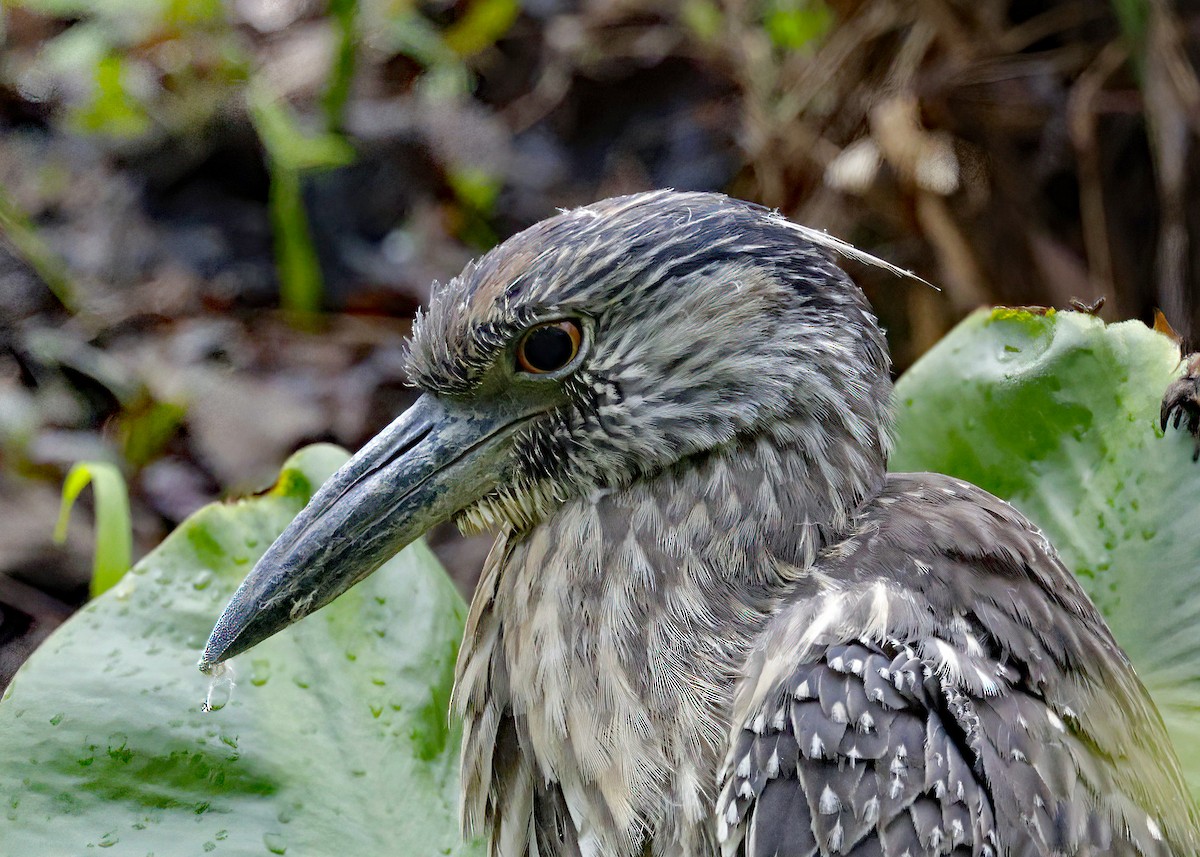 Yellow-crowned Night Heron - ML617191964