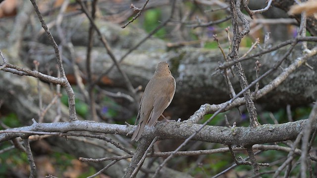 Swainson's Thrush - ML617191991