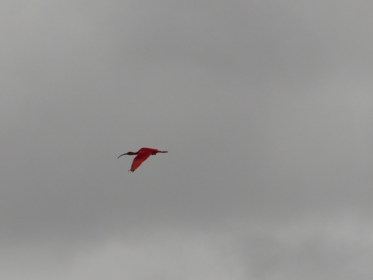 Scarlet Ibis - ML617191997