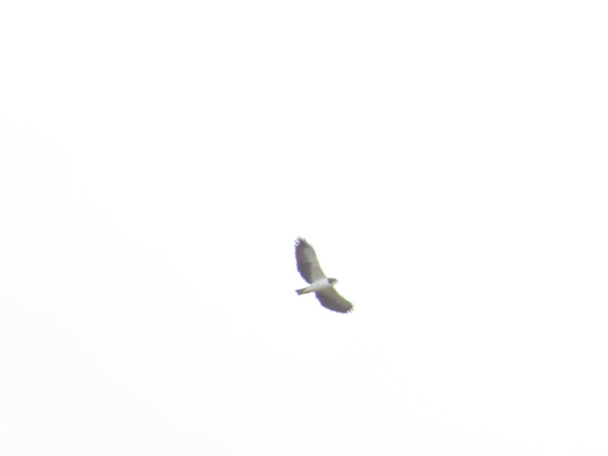 Short-tailed Hawk - ML617192011
