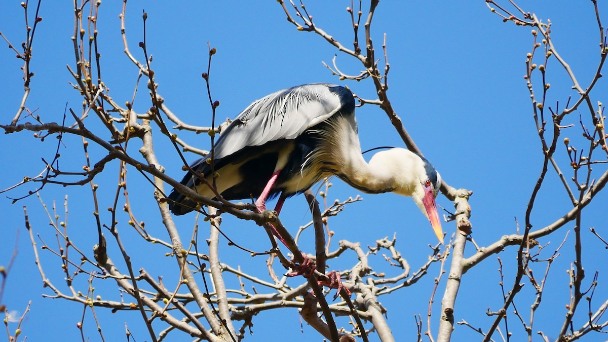 Gray Heron - Jeff Pulford