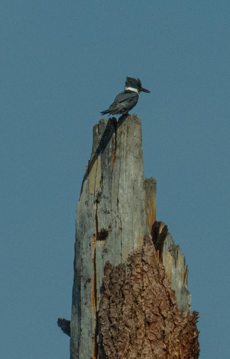 Belted Kingfisher - ML617192080