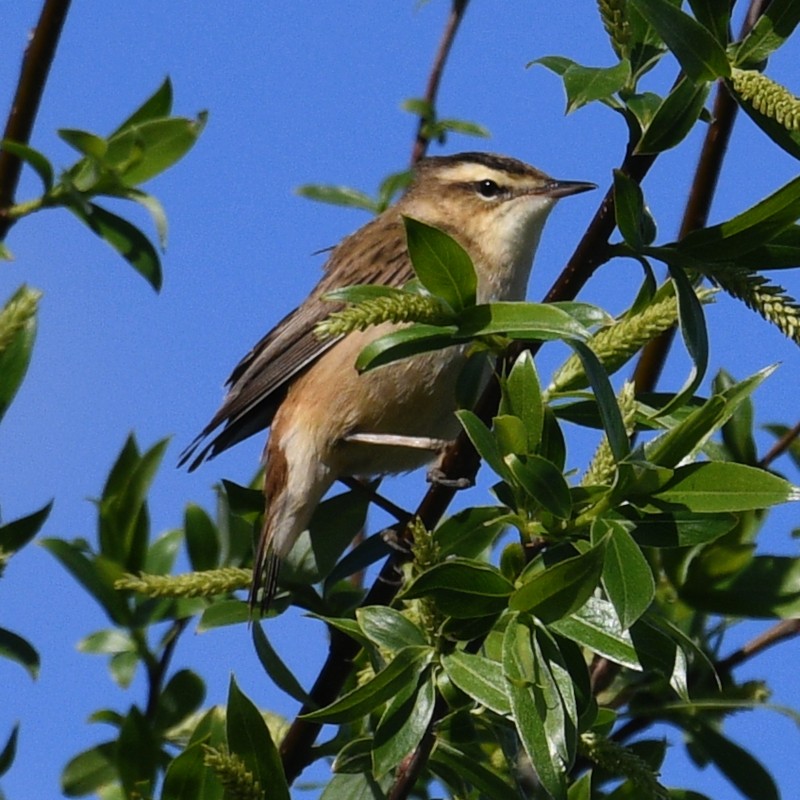 Sedge Warbler - Jos Simons