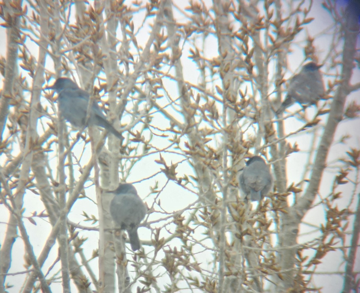 Pinyon Jay - ML617192090