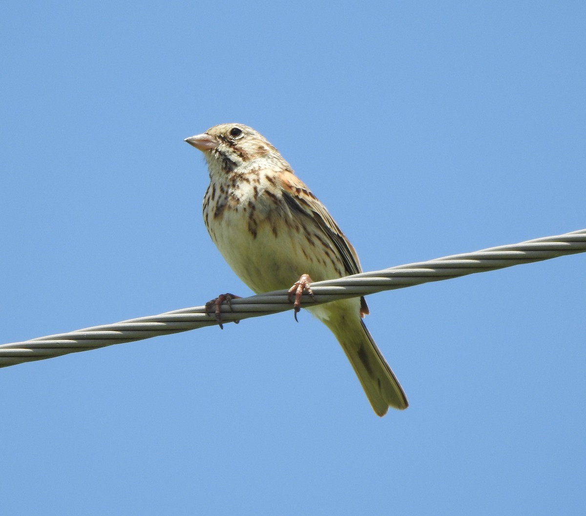 Vesper Sparrow - ML61719211