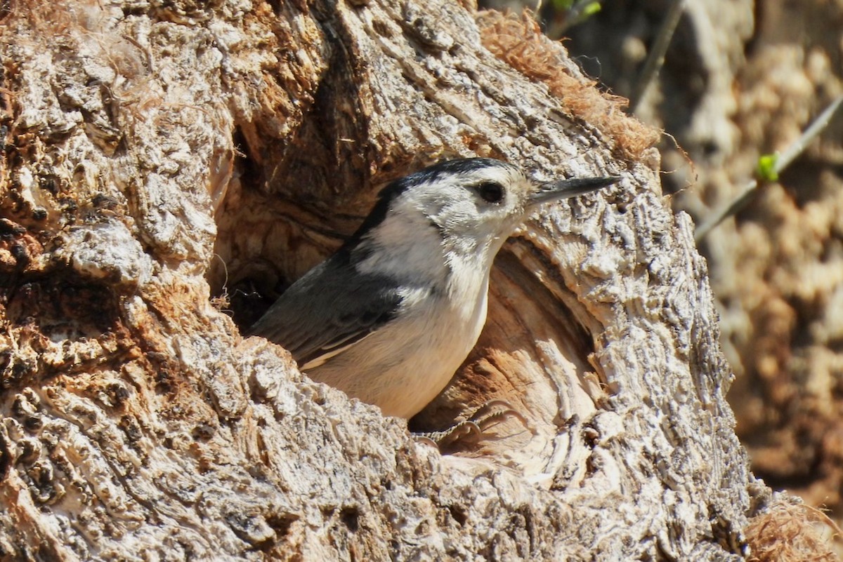 White-breasted Nuthatch - ML617192155