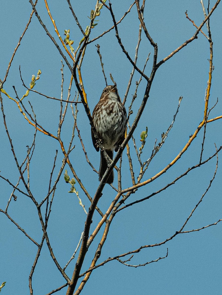 Song Sparrow - ML617192166