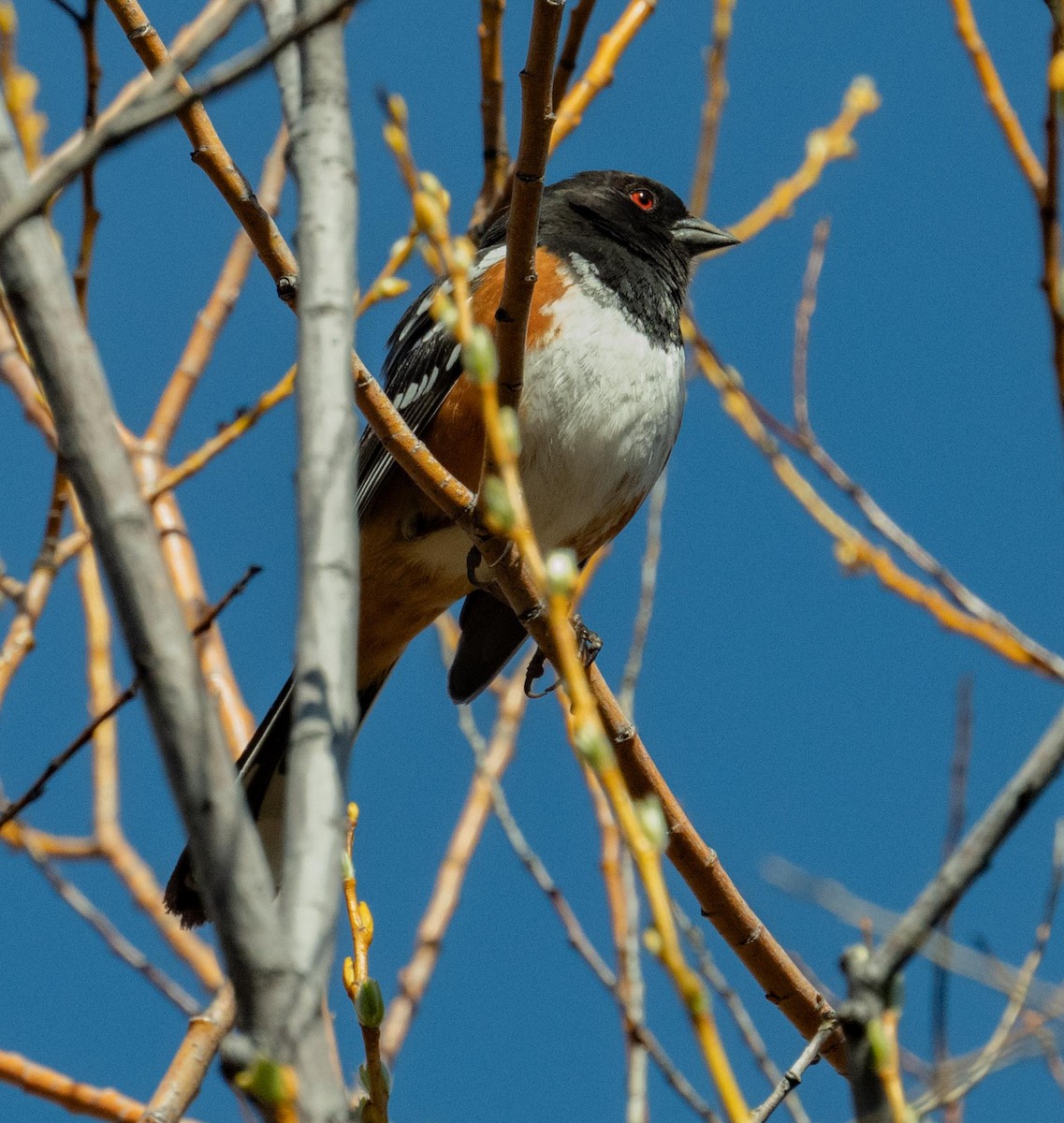Spotted Towhee - ML617192171
