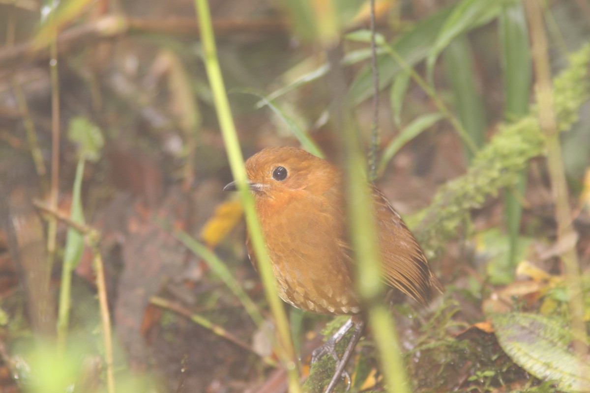 Equatorial Antpitta - Brad Benter