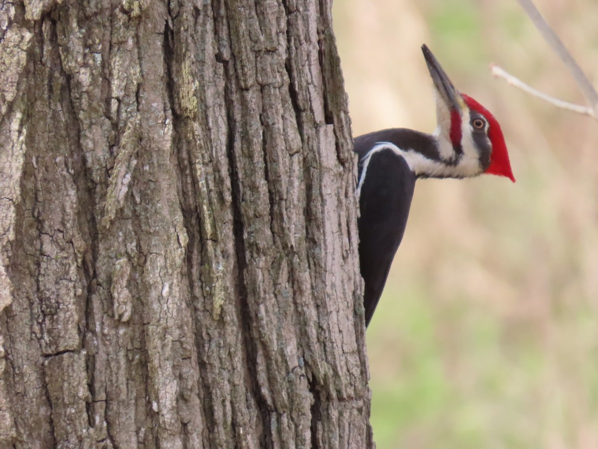 Pileated Woodpecker - ML617192191