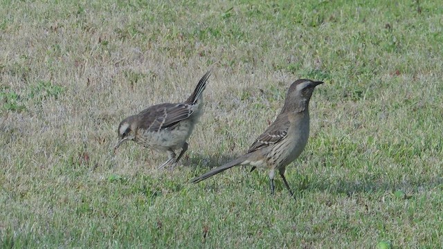 Chilean Mockingbird - ML617192229