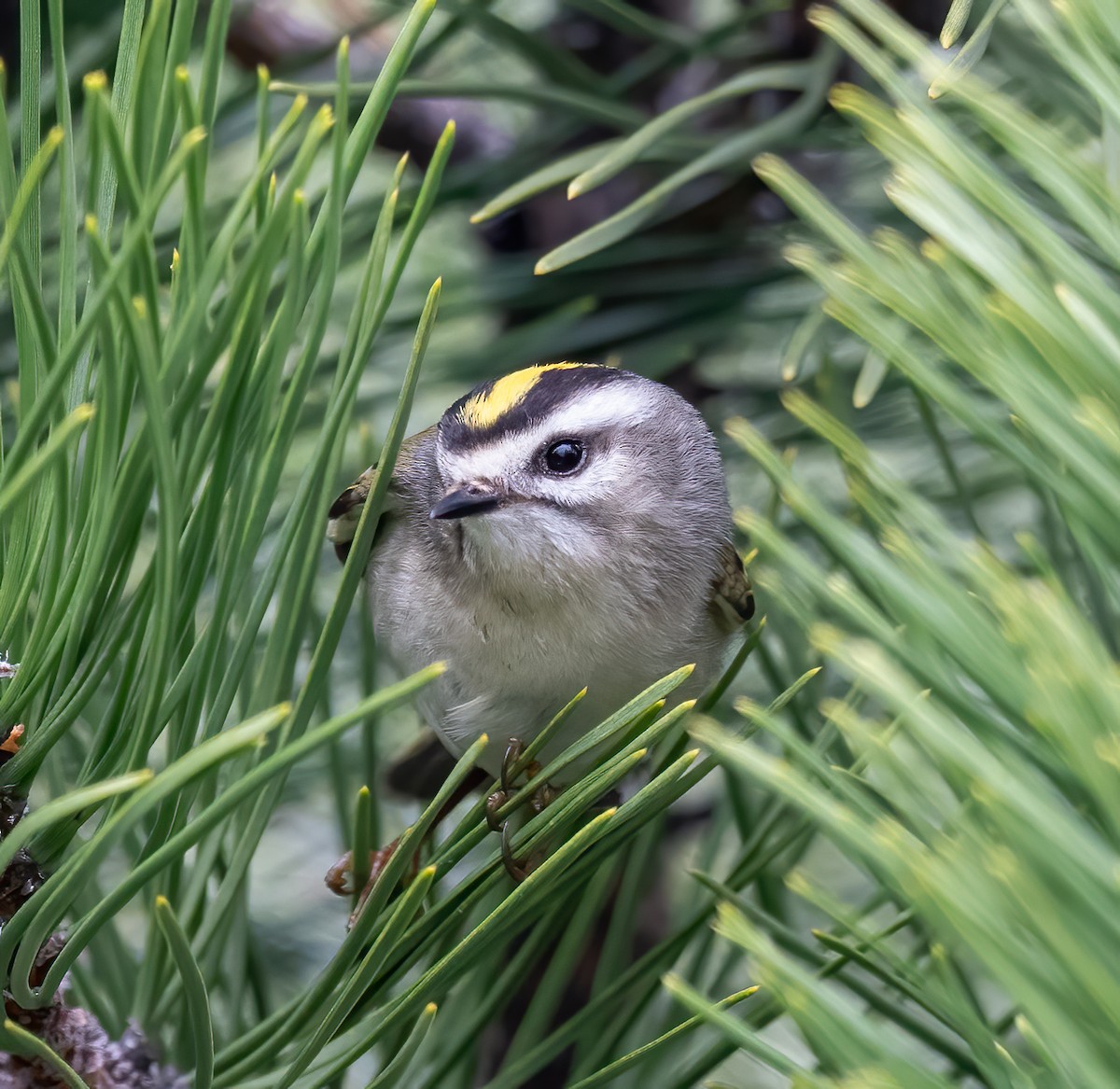 Golden-crowned Kinglet - ML617192234