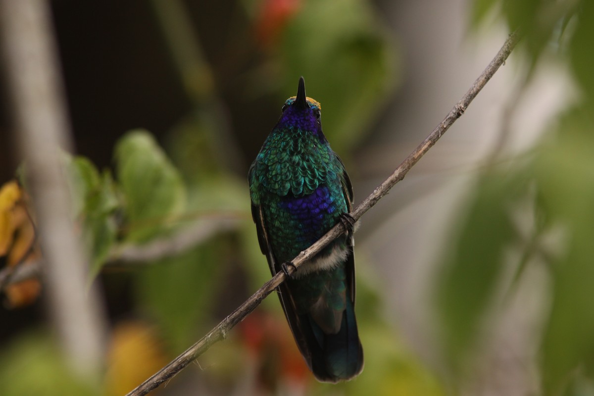kolibřík modrolící - ML617192246