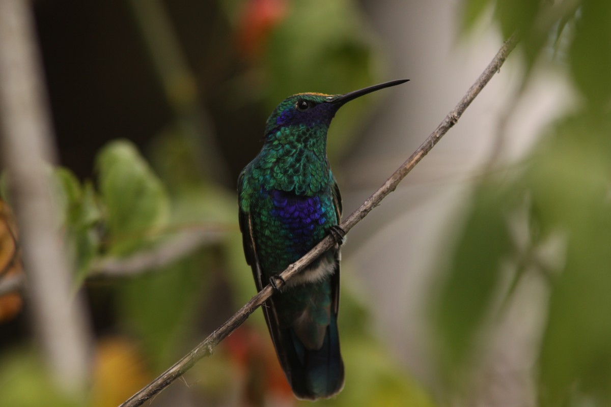 kolibřík modrolící - ML617192247