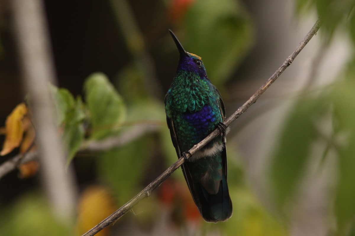 kolibřík modrolící - ML617192248