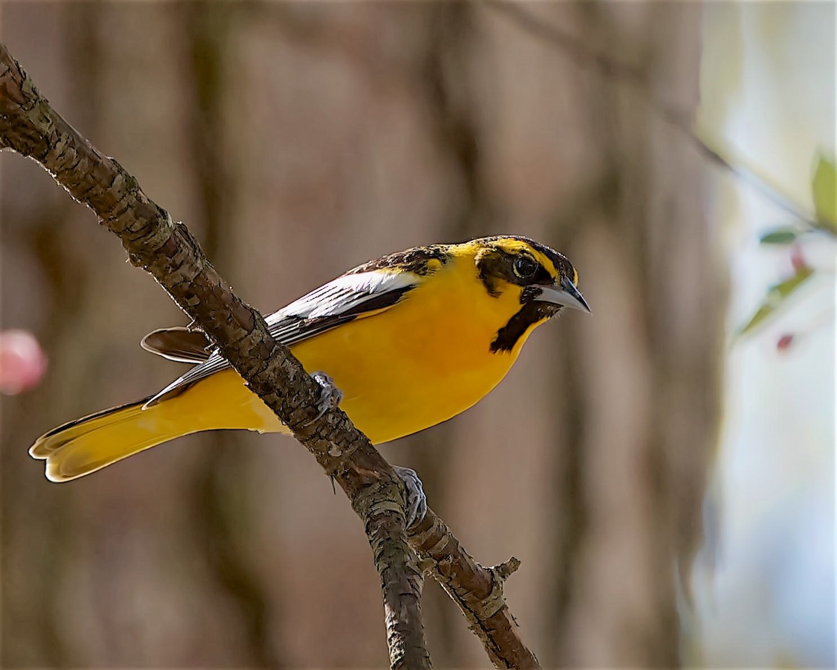 Bullock's x Baltimore Oriole (hybrid) - ML617192249
