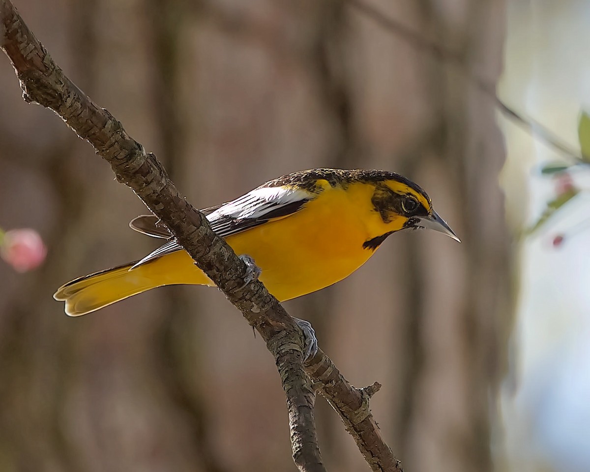 Bullock's x Baltimore Oriole (hybrid) - ML617192269