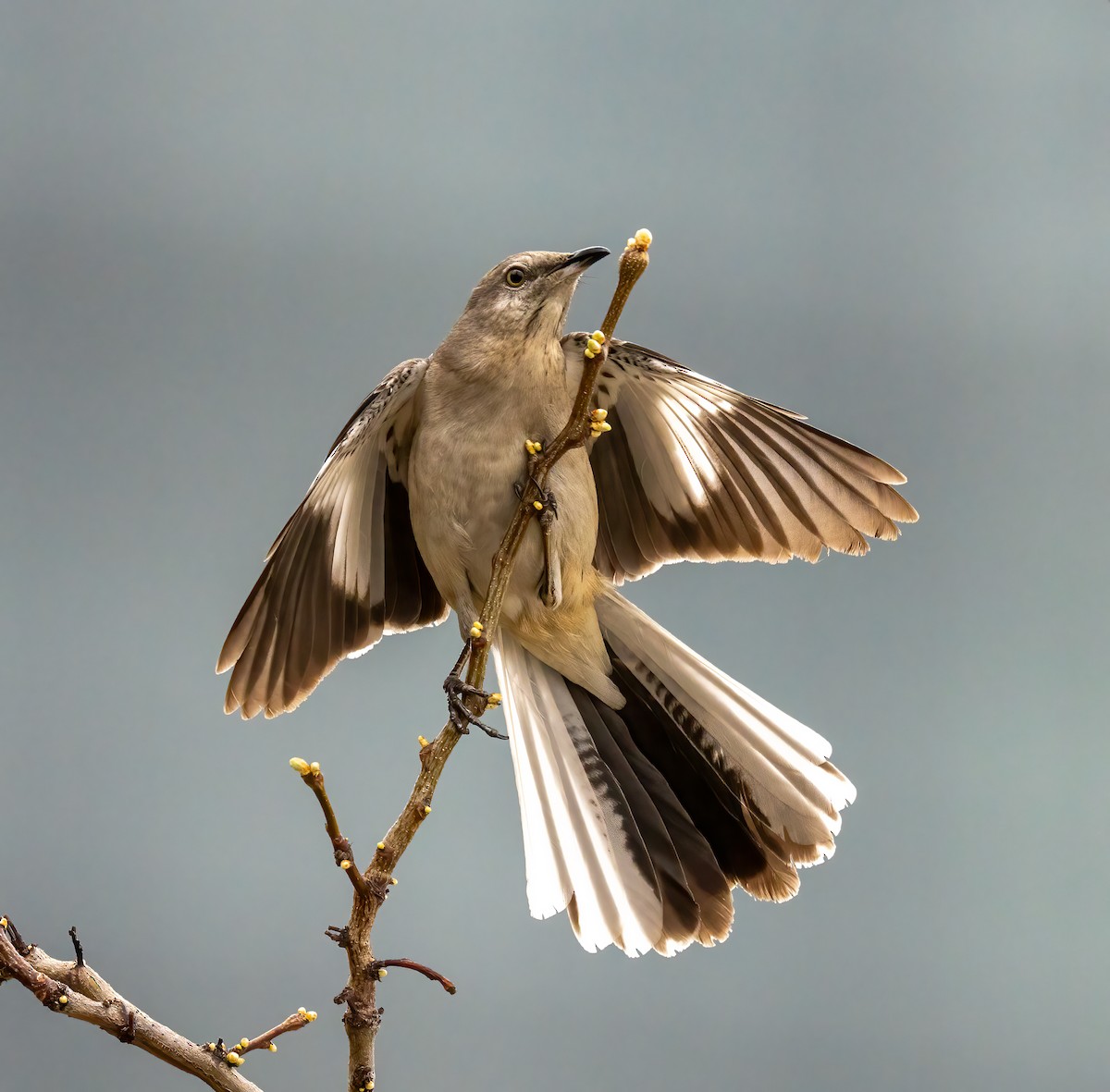 Northern Mockingbird - ML617192273