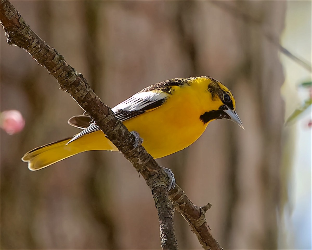 Bullock's x Baltimore Oriole (hybrid) - ML617192278