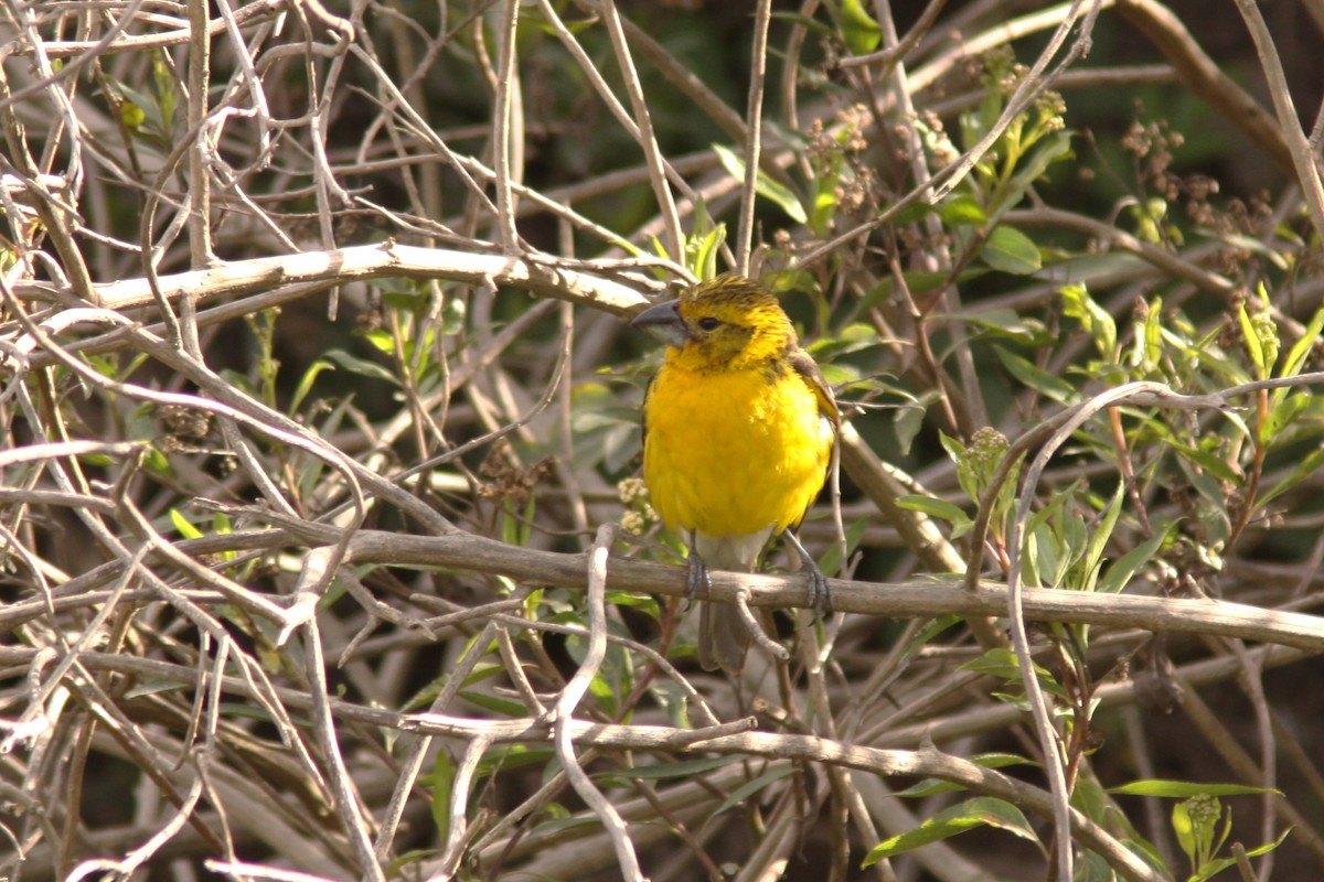 Cardinal à tête jaune - ML617192300