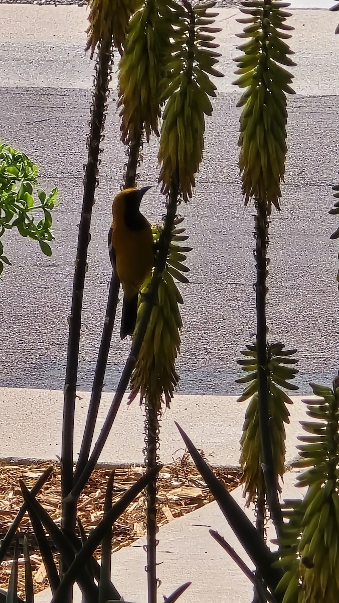 Hooded Oriole - ML617192304