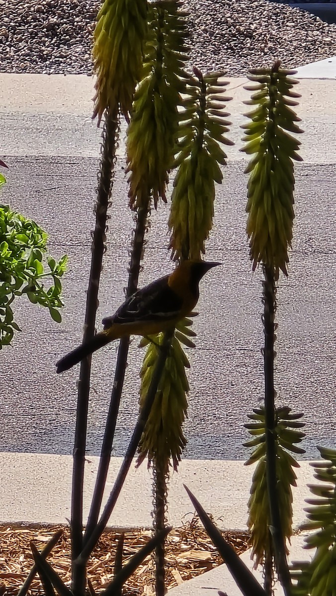 Hooded Oriole - ML617192305