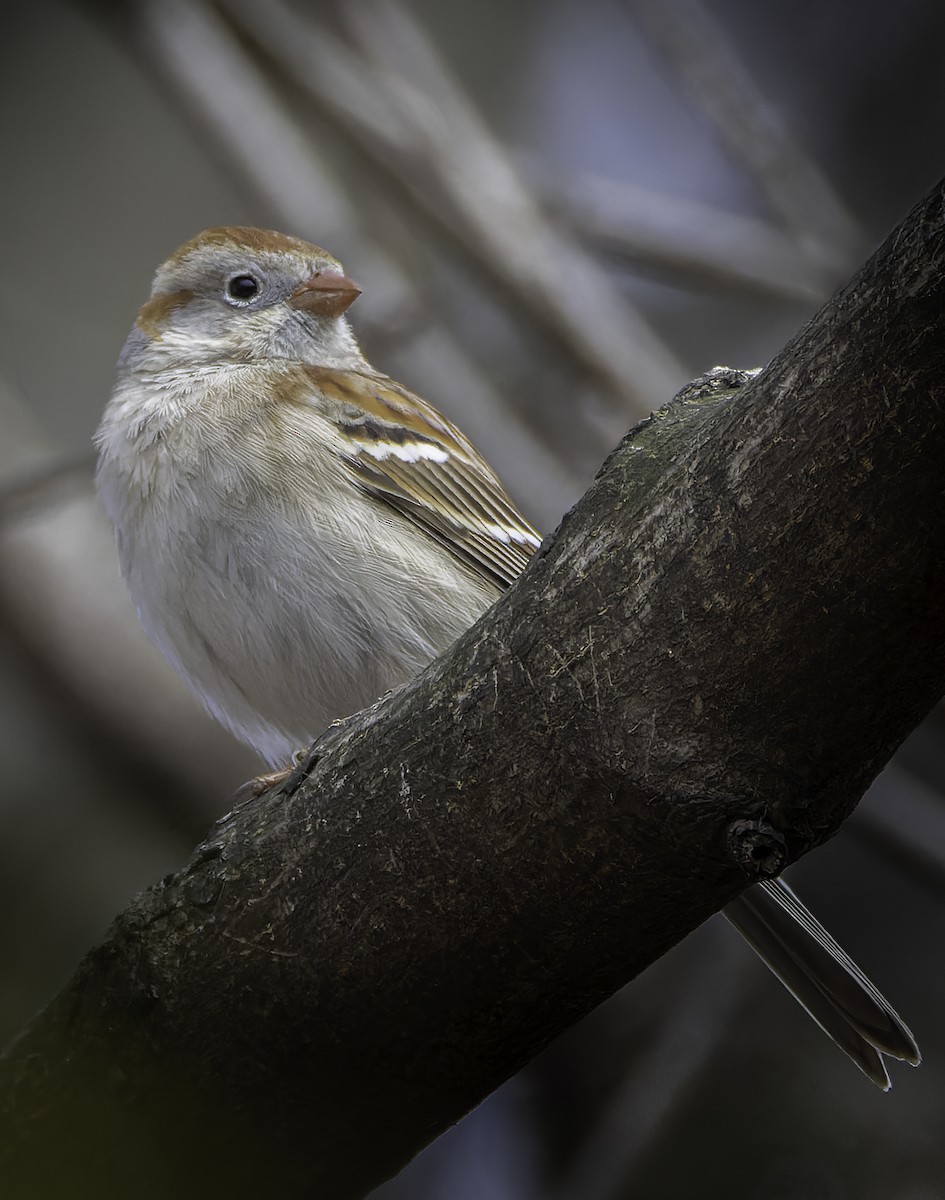 Field Sparrow - ML617192336