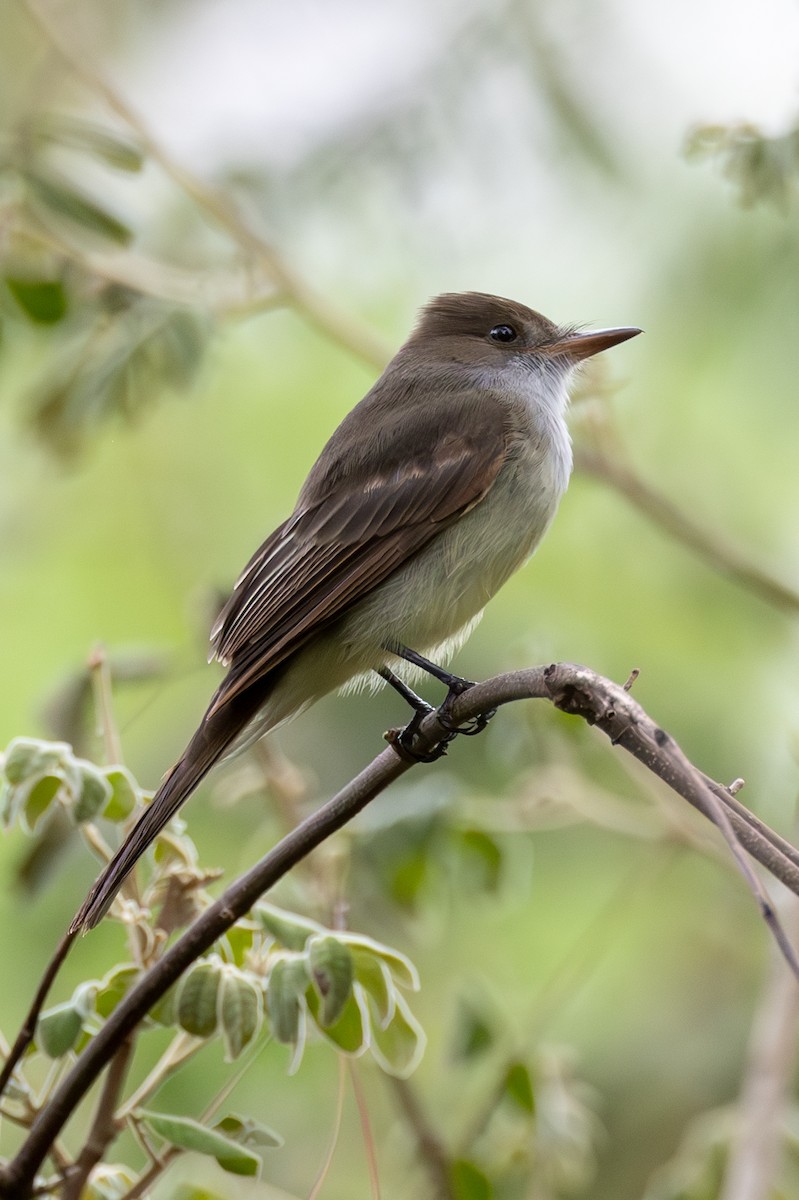 Swainson's Flycatcher - ML617192338