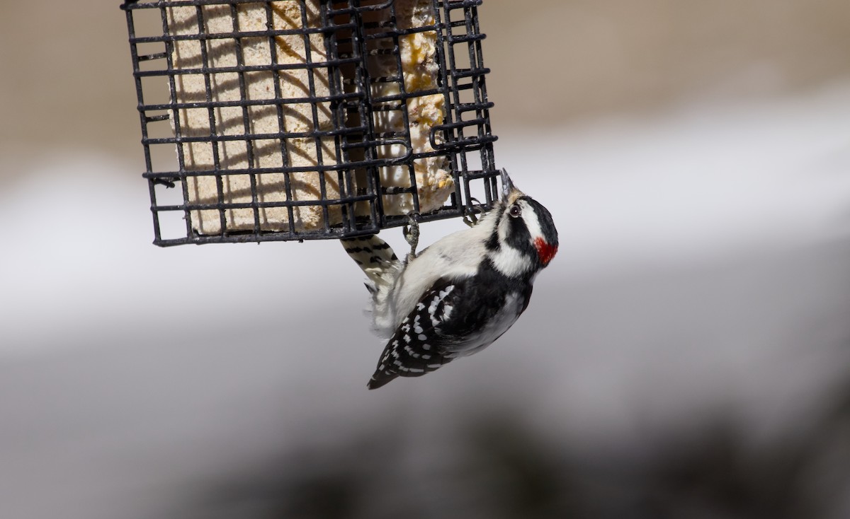 Hairy Woodpecker - ML617192387