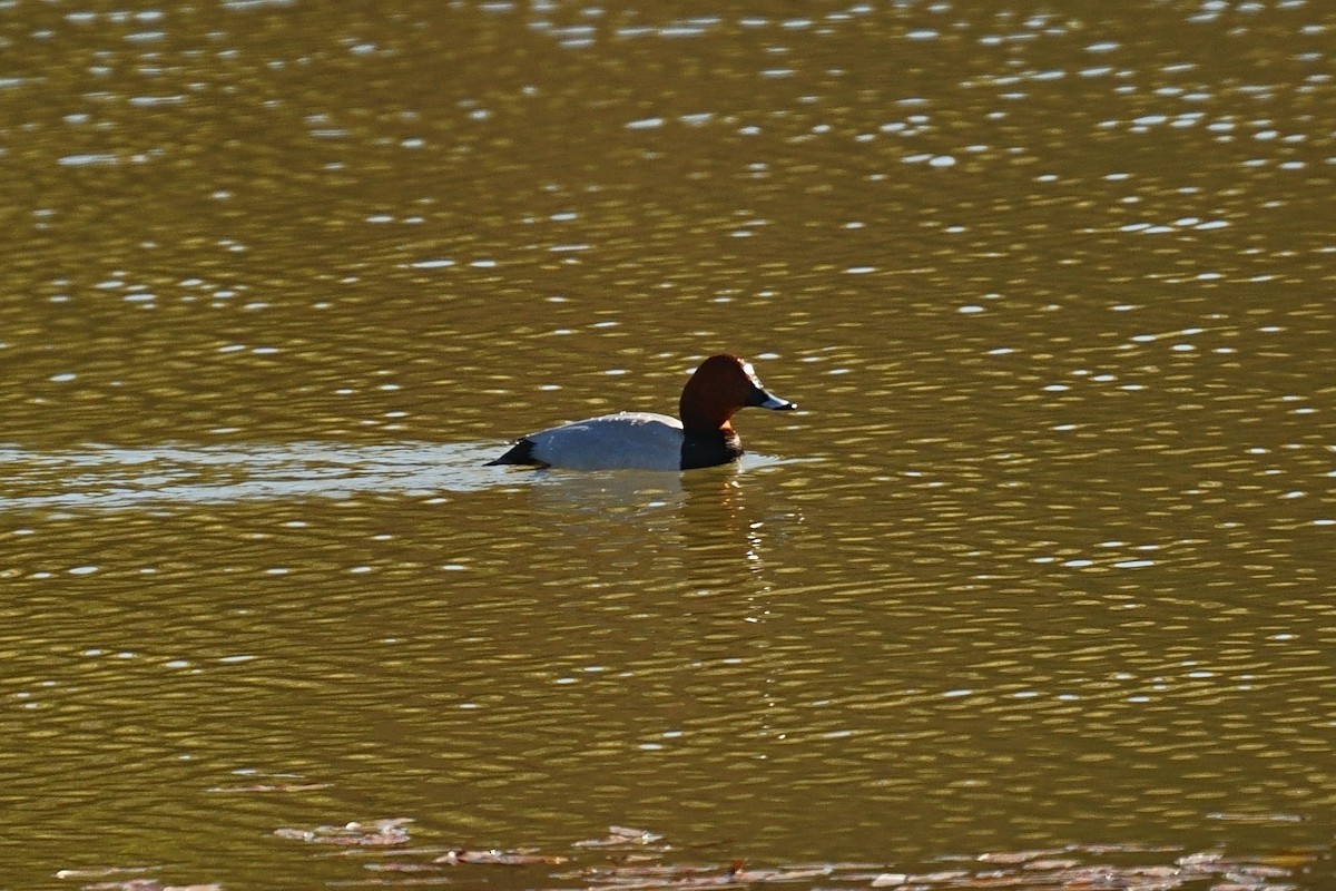 Common Pochard - ML617192391