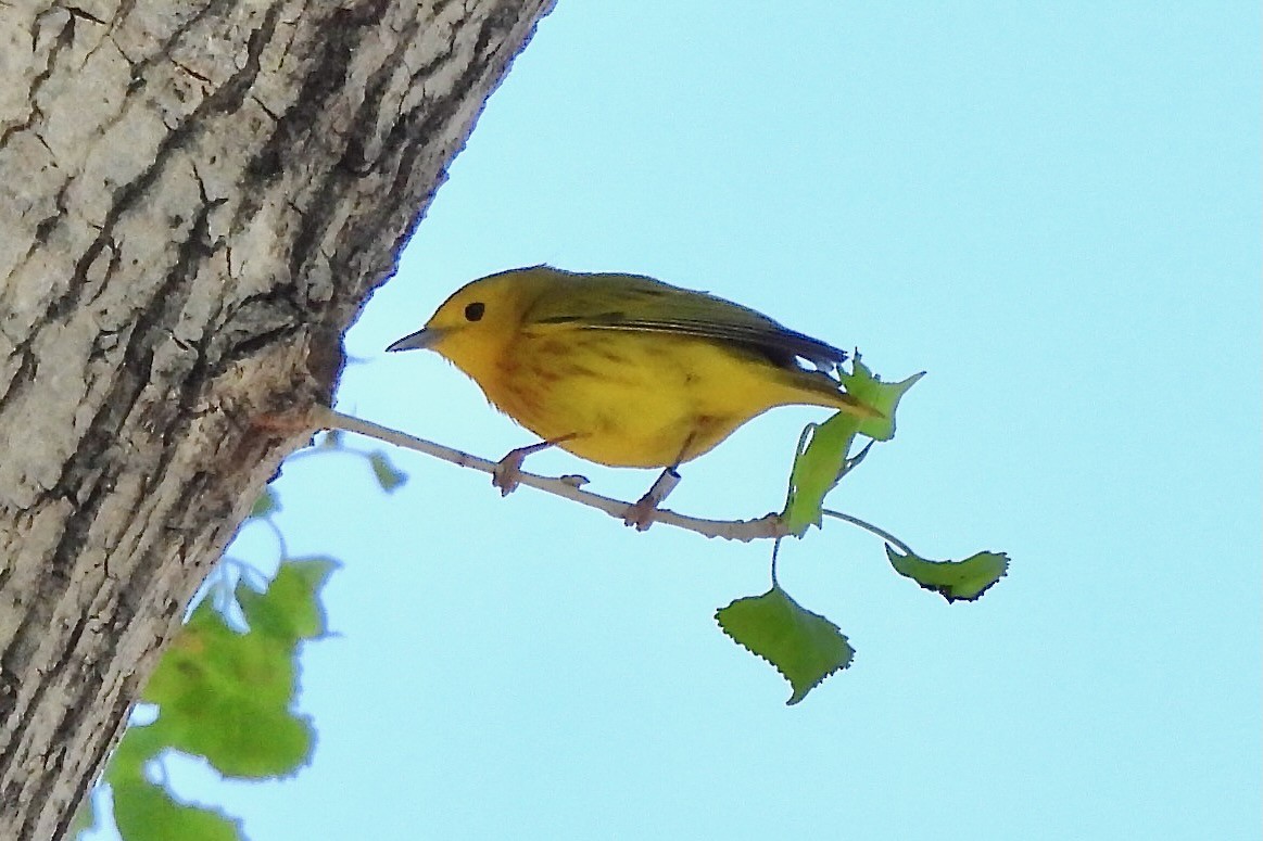 Yellow Warbler - Hobart Collins