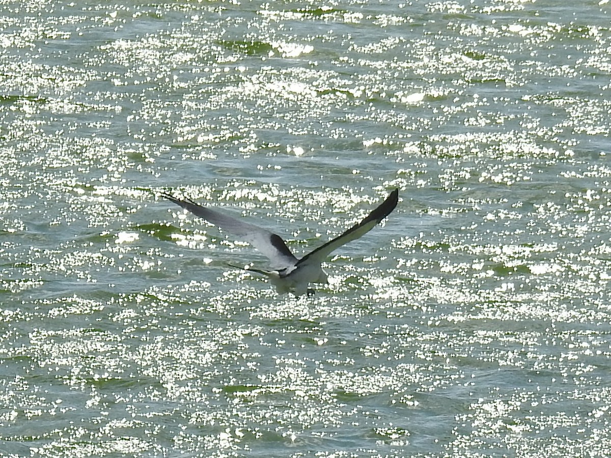 Swallow-tailed Kite - Kathryn Cowdery