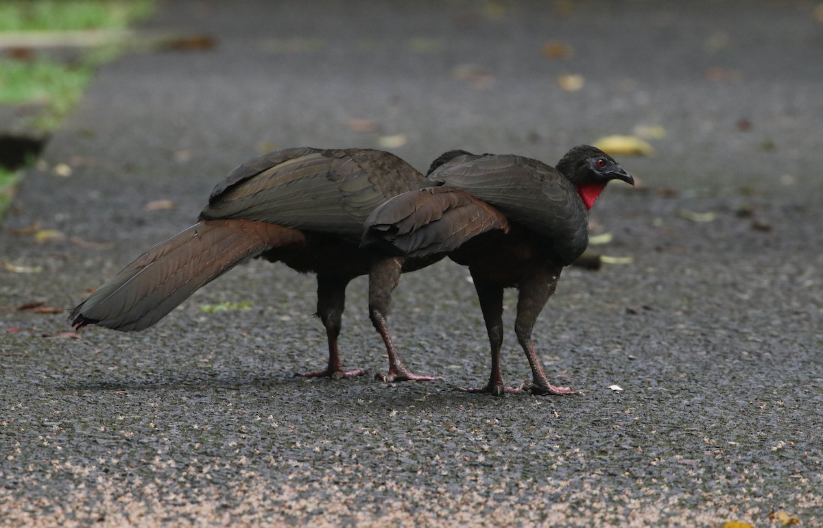 Crested Guan - ML617192456