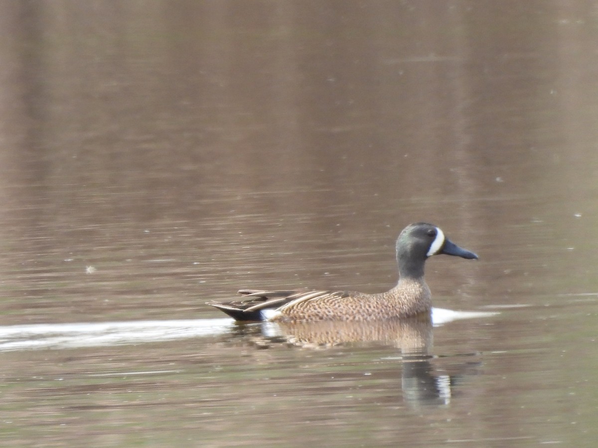 Blue-winged Teal - ML617192519