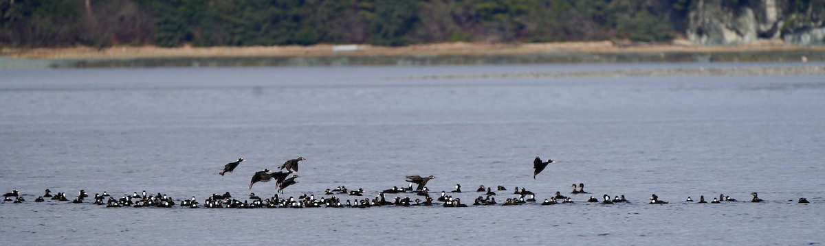 Surf Scoter - ML617192521