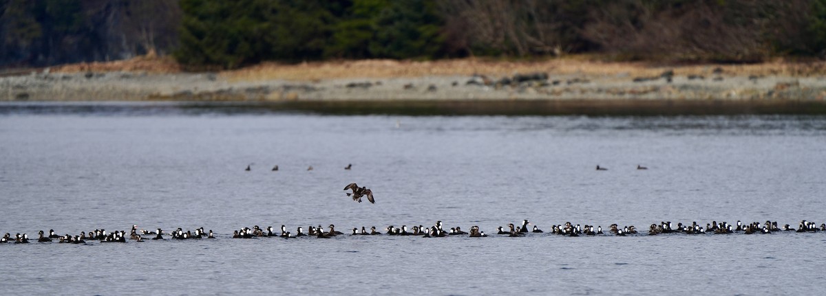 Surf Scoter - ML617192523