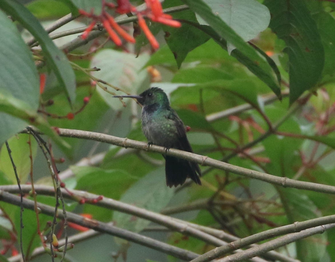 Blue-chested Hummingbird - ML617192532