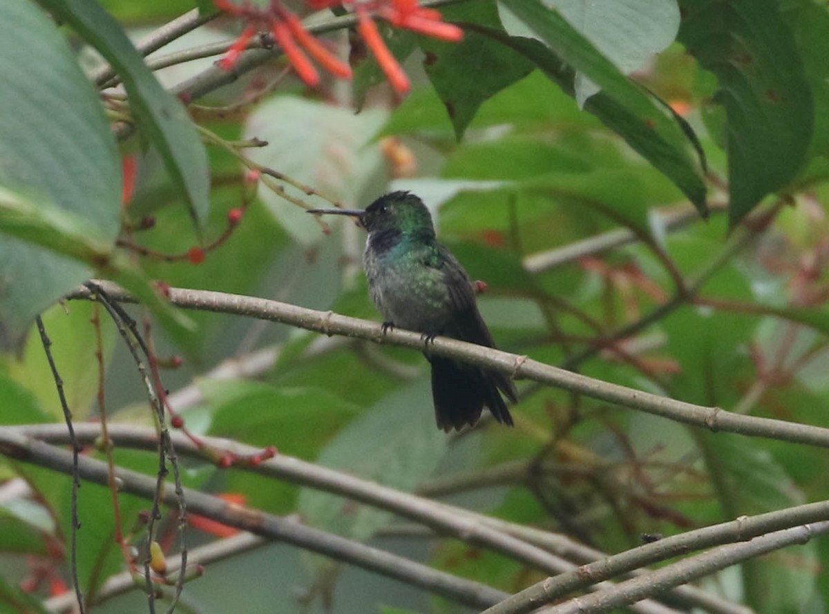 Blue-chested Hummingbird - ML617192533