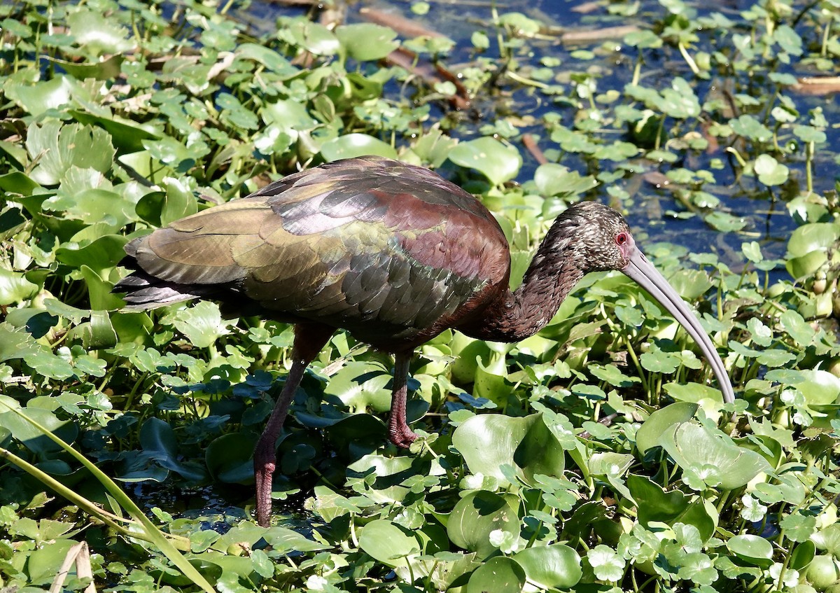 ibis americký - ML617192534