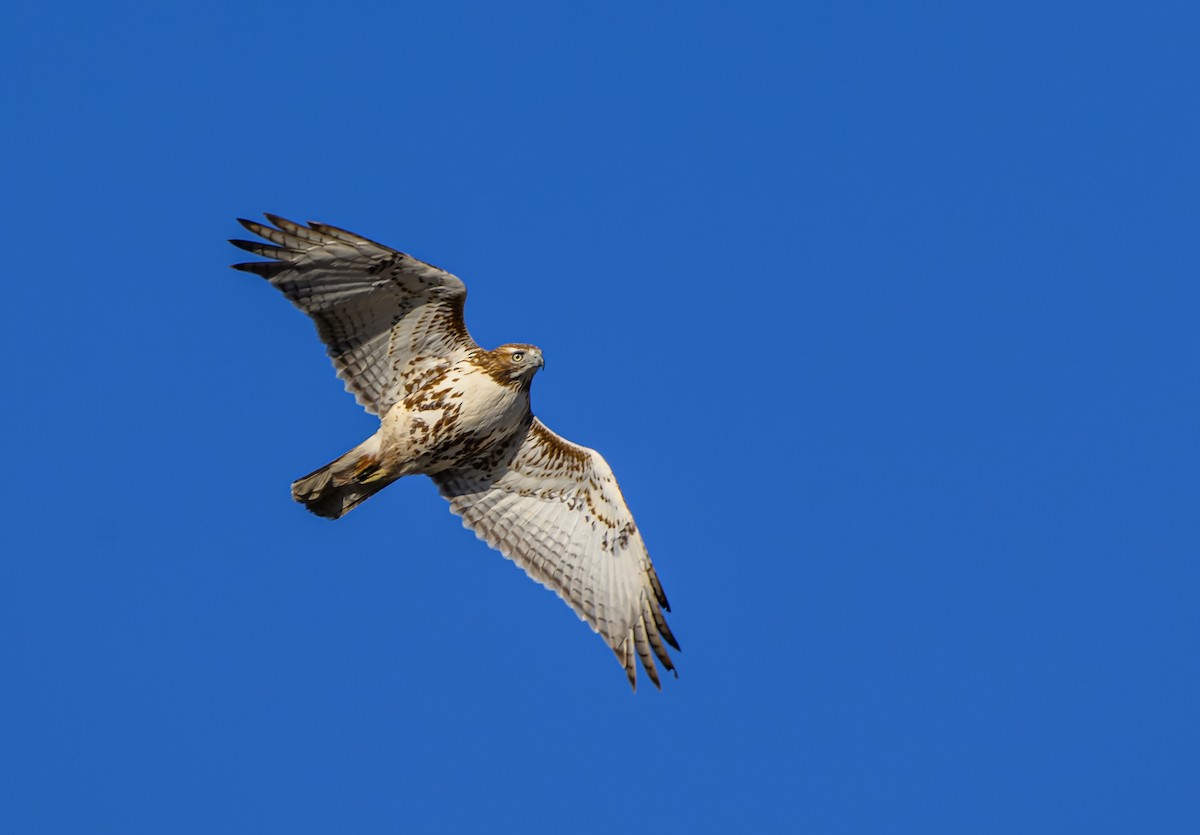 Red-tailed Hawk - ML617192535
