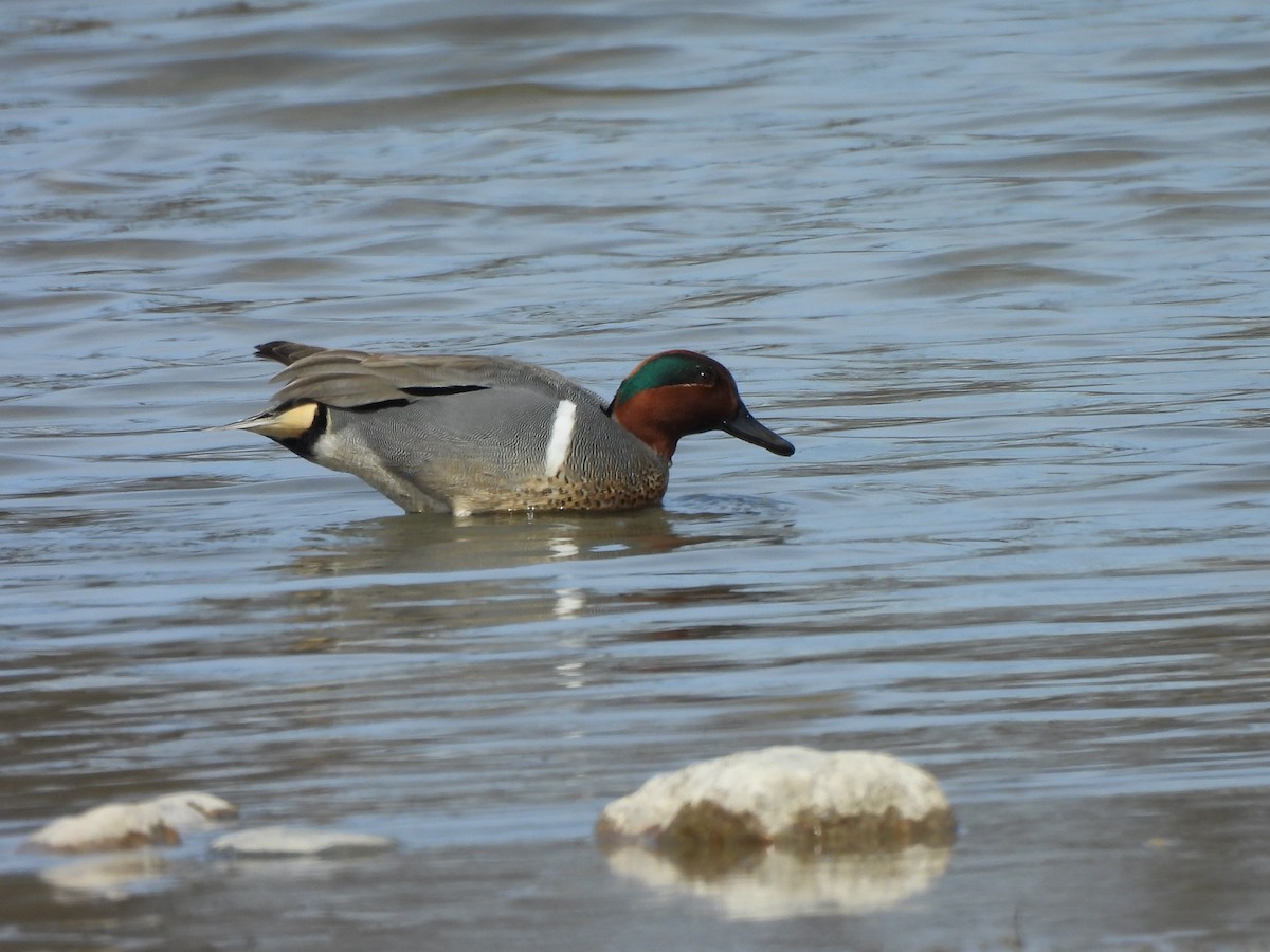 Green-winged Teal - ML617192538