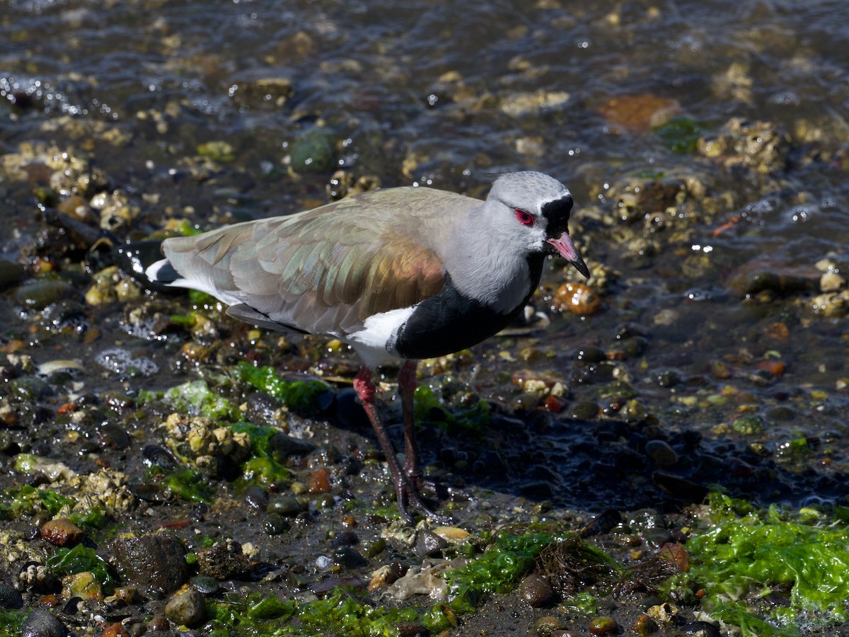 Southern Lapwing (chilensis/fretensis) - ML617192547