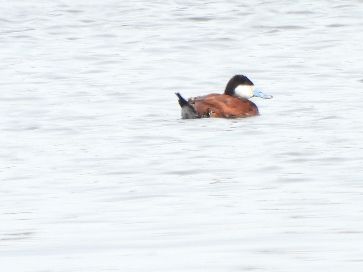 Ruddy Duck - Armand  Collins