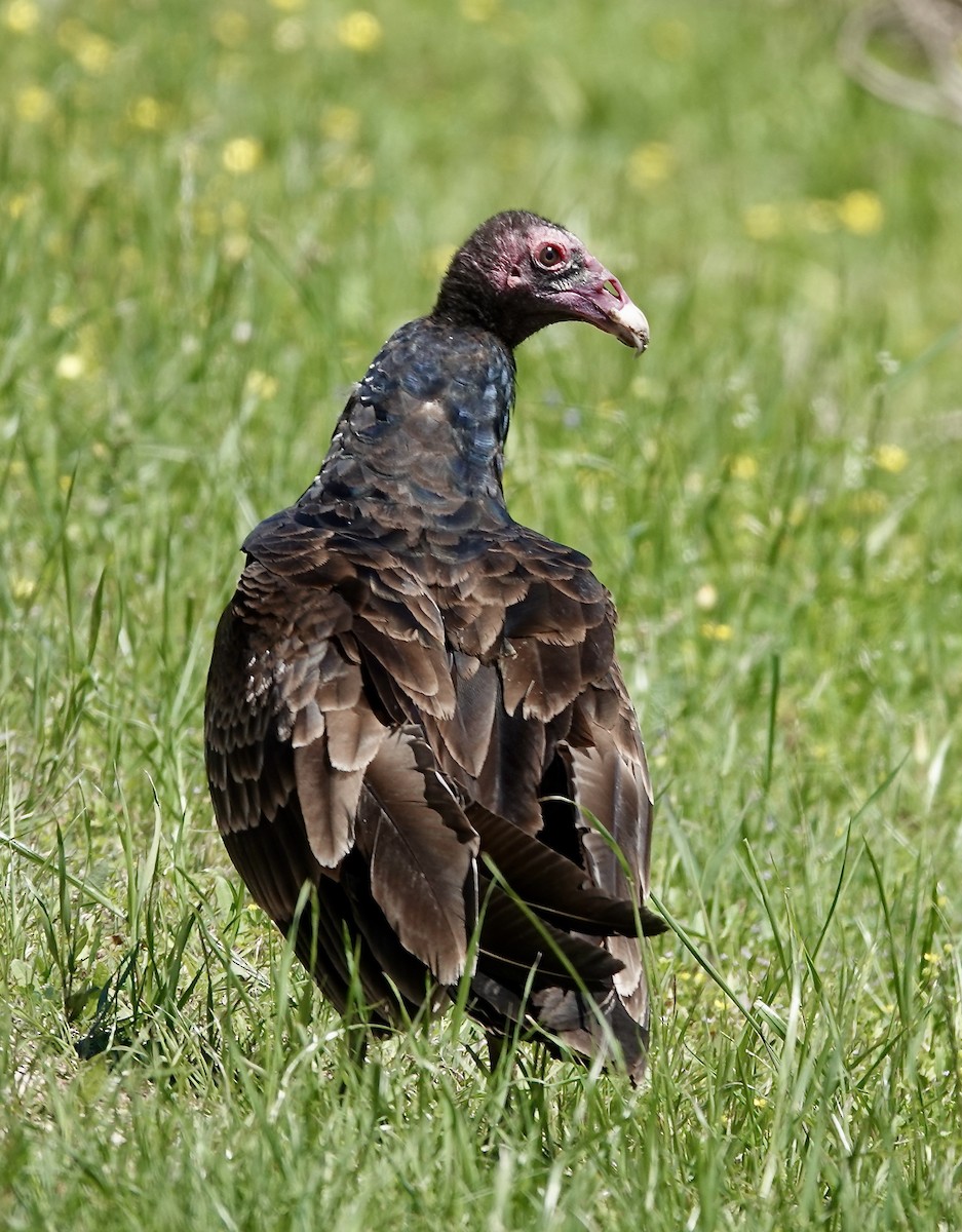 Turkey Vulture - ML617192559